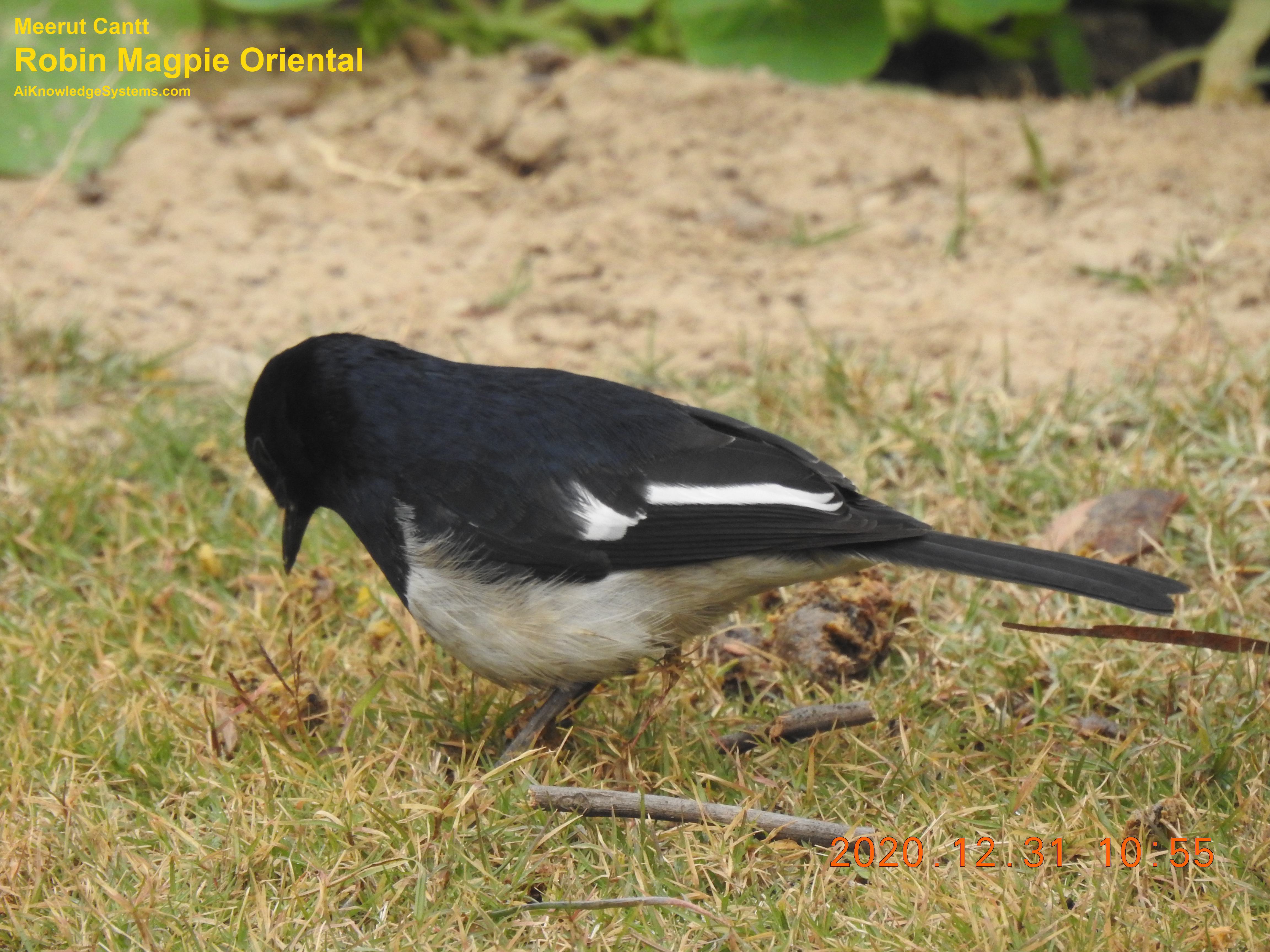 Magpie Robin (92) Coming Soon